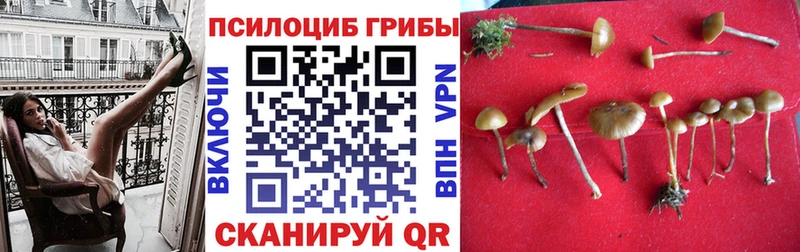 купить наркоту  Артёмовский  Галлюциногенные грибы прущие грибы 